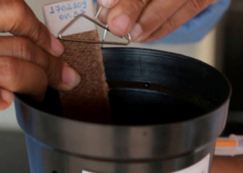 Armadilhas de ovitrampas ajudam monitorar mosquito Aedes aegypti em Jaguaré