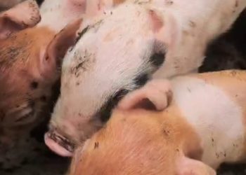 Doze suínos em situação de maus-tratos em cidade do ES