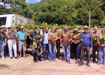 Produtores de Conceição do Castelo recebem 3 mil mudas de cacau