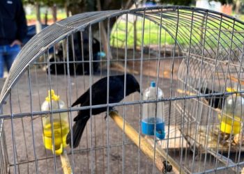 PF, Ibama e BPMA combatem comércio ilegal de animais silvestres no ES