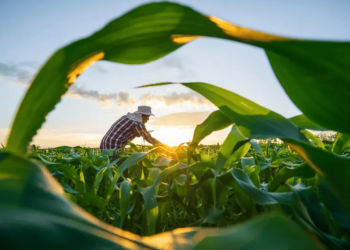 Crédito rural para agricultura familiar cresce R$ 235 milhões no Espírito Santo