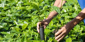 Caravana do Arranjos Produtivos entrega 161,5 mil mudas no Norte do ES