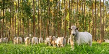 Dia Nacional do Boi destaca força da pecuária capixaba na economia e no campo
