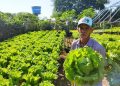 Arranjos Produtivos insere produtores rurais no mercado de crédito de carbono