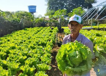 Arranjos Produtivos insere produtores rurais no mercado de crédito de carbono