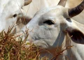 União Europeia veta compra de carne brasileira a partir de setembro