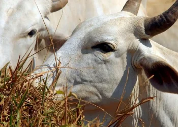 União Europeia veta compra de carne brasileira a partir de setembro