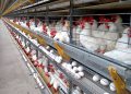 145 ovos por segundo: Espírito Santo impressiona com ritmo da produção