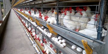 145 ovos por segundo: Espírito Santo impressiona com ritmo da produção