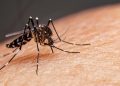 Prefeitura de Vila Pavão alerta para prevenção da dengue e reforça cuidados no município