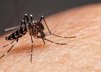 Prefeitura de Vila Pavão alerta para prevenção da dengue e reforça cuidados no município
