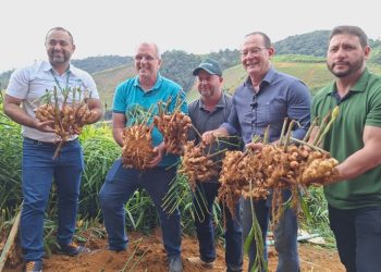 Espírito Santo abre safra do gengibre com anúncio de R$ 1,2 milhão em pesquisa e inovação