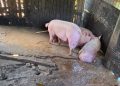 Operação apreende meia tonelada de carne e interdita abatedouro clandestino no ES