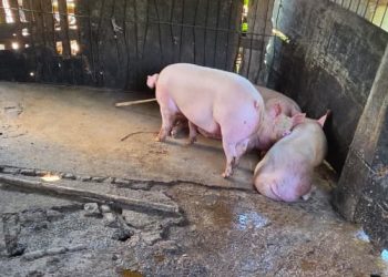 Operação apreende meia tonelada de carne e interdita abatedouro clandestino no ES