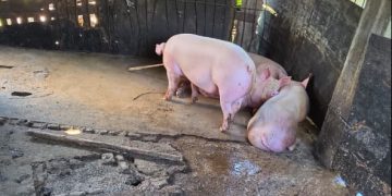 Operação apreende meia tonelada de carne e interdita abatedouro clandestino no ES