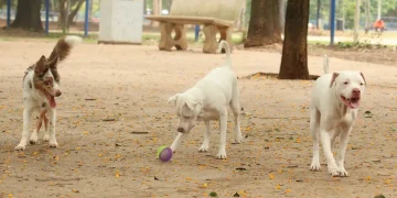 Lei torna crime exercício ilegal da medicina veterinária