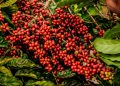 Espírito Santo concentra quase 70% de toda a área cultivada de café conilon do Brasil