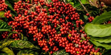 Espírito Santo concentra quase 70% de toda a área cultivada de café conilon do Brasil
