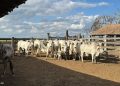 Investigado por furto de cerca de R$ 1 milhão em gado é preso em Montanha