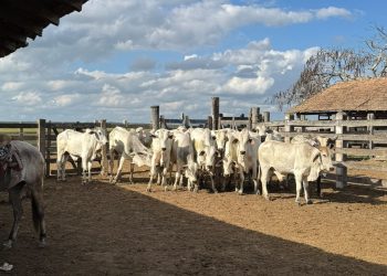 Investigado por furto de cerca de R$ 1 milhão em gado é preso em Montanha