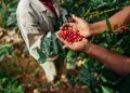 Colheita do café amplia contratações e Espírto Santo cria 9,5 mil empregos formais