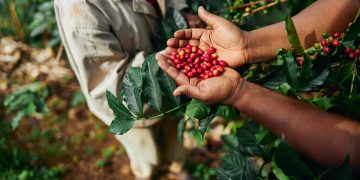 Colheita do café amplia contratações e Espírto Santo cria 9,5 mil empregos formais