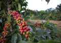 Pinheiros abre inscrições para o 7º Concurso de Qualidade de Café Conilon