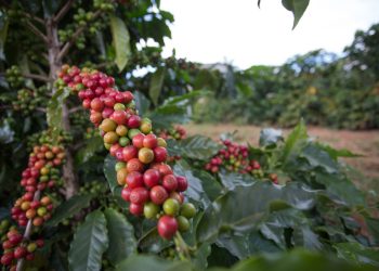 Pinheiros abre inscrições para o 7º Concurso de Qualidade de Café Conilon