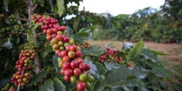 Pinheiros abre inscrições para o 7º Concurso de Qualidade de Café Conilon