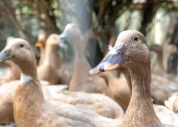 Sancionada lei que proíbe produção e comercialização de foie gras