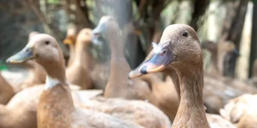 Sancionada lei que proíbe produção e comercialização de foie gras