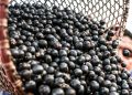 China facilita exportação de polpas e frutas congeladas brasileiras