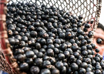 China facilita exportação de polpas e frutas congeladas brasileiras