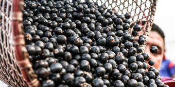 China facilita exportação de polpas e frutas congeladas brasileiras