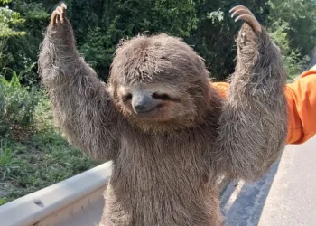 Bicho-preguiça é encontrado na BR-101 e ganha ajuda para voltar à mata em São Mateus