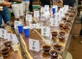 V Concurso de Qualidade do Café Conilon de Jaguaré recebe 56 inscrições e inicia nova etapa de avaliação