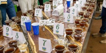 V Concurso de Qualidade do Café Conilon de Jaguaré recebe 56 inscrições e inicia nova etapa de avaliação