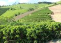 Café conilon lidera produção agrícola e reforça força do campo em Barra de São Francisco