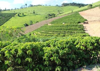 Café conilon lidera produção agrícola e reforça força do campo em Barra de São Francisco