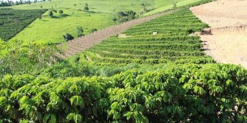 Café conilon lidera produção agrícola e reforça força do campo em Barra de São Francisco
