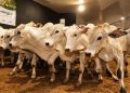AgroShow Ecoporanga 2026 terá Leilão Virtual de Bovinos no dia 26 de setembro