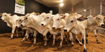 AgroShow Ecoporanga 2026 terá Leilão Virtual de Bovinos no dia 26 de setembro