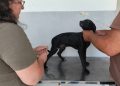 Vacina V8 é oferecida gratuitamente para cães em Cachoeiro