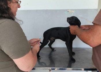 Vacina V8 é oferecida gratuitamente para cães em Cachoeiro