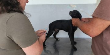 Vacina V8 é oferecida gratuitamente para cães em Cachoeiro